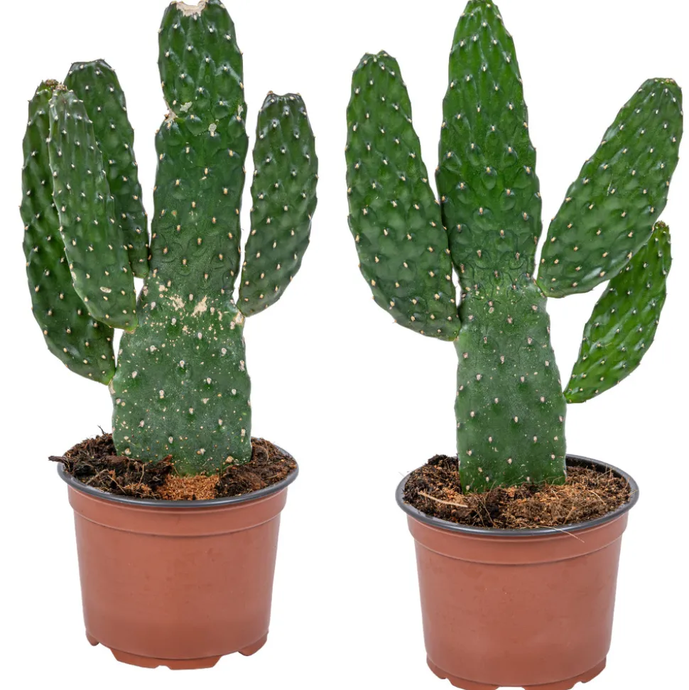 BLOOMIQUE - Lot de 2 - opuntia rubescens - cactus road kill - plante cactus - hauteur 20-30 cm - pot 12 cm