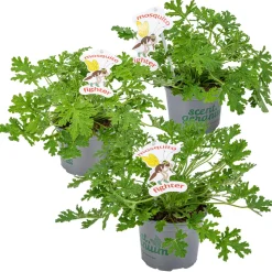 BLOOMIQUE - Lot de 3 - pelargonium graveolens - géranium citronné - hauteur 15-30 cm - pot 10,5 cm