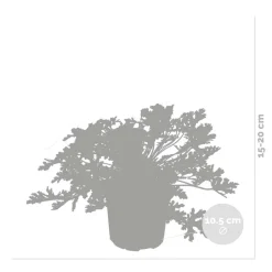 BLOOMIQUE - Lot de 3 - pelargonium graveolens - géranium citronné - hauteur 15-30 cm - pot 10,5 cm