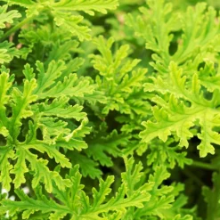 BLOOMIQUE - Lot de 3 - pelargonium graveolens - géranium citronné - hauteur 15-30 cm - pot 10,5 cm