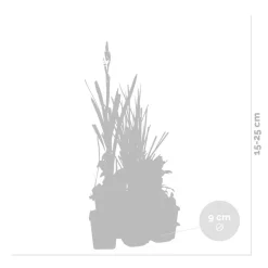 BLOOMIQUE - Lot de 6 - plantes de bassin oxygénantes - zones de bassin 1-2 - 15-25 cm de haut - pot 9 cm