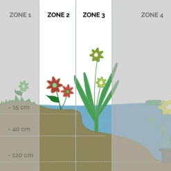 BLOOMIQUE - Lot de 6 - plantes de bassin oxygénantes - zones de bassin 1-2 - 15-25 cm de haut - pot 9 cm