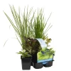 BLOOMIQUE - Lot de 6 - plantes de bassin favorables aux insectes - zone bassin 1-2 - 15-25 cm de haut - pot 9 cm