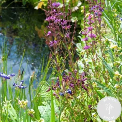 BLOOMIQUE - Lot de 6 - plantes de bassin favorables aux insectes - zone bassin 1-2 - 15-25 cm de haut - pot 9 cm