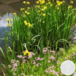 BLOOMIQUE - Lot de 6 - plantes de bassin fleuries - zones de bassin 1-2 - 15-25 cm de haut - pot 9 cm