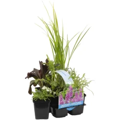 BLOOMIQUE - Lot de 6 - plantes de bassin parfumées - zones de bassin 1-2 - 15-25 cm de haut - pot 9 cm