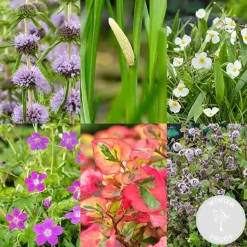 BLOOMIQUE - Lot de 6 - plantes de bassin parfumées - zones de bassin 1-2 - 15-25 cm de haut - pot 9 cm