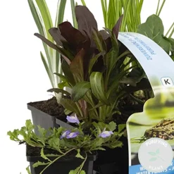 BLOOMIQUE - Lot de 6 - plantes de bassin purifiantes - zones de bassin 1-2 - 15-25 cm de haut - pot 9 cm