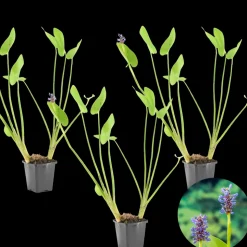 BLOOMIQUE - Lot de 3 - pontederia cordata - jacinthe d’eau - pontédérie - hauteur 10-20 cm - pot 9 cm