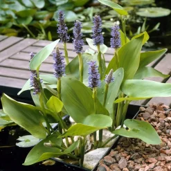 BLOOMIQUE - Lot de 3 - pontederia cordata - jacinthe d’eau - pontédérie - hauteur 10-20 cm - pot 9 cm