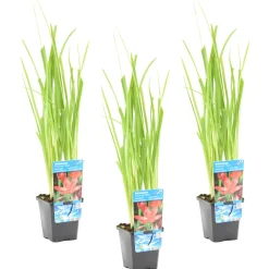 BLOOMIQUE - Lot de 3 - schizostylis 'mrs hegarty' - lis des cafres rose - 10-20 cm de haut - pot 9 cm