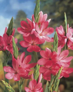 BLOOMIQUE - Lot de 3 - schizostylis 'mrs hegarty' - lis des cafres rose - 10-20 cm de haut - pot 9 cm