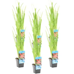 BLOOMIQUE - Lot de 6 - schizostylis 'mrs hegarty' - lis des cafres rose - 10-20 cm de haut - pot 9 cm