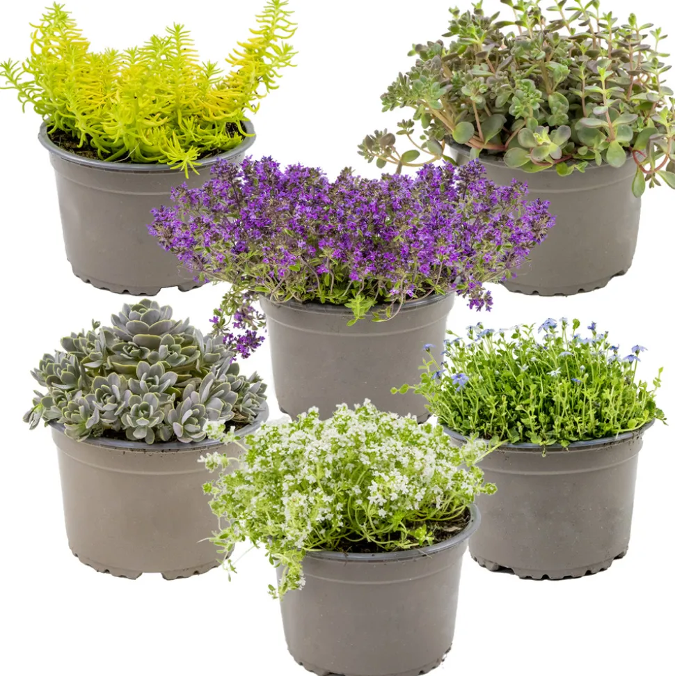 BLOOMIQUE - Lot de 6 - sedum - orpin - plantes de jardin - résistante au gel - 10-15 cm de haut - pot 14 cm