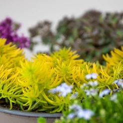 BLOOMIQUE - Lot de 6 - sedum - orpin - plantes de jardin - résistante au gel - 10-15 cm de haut - pot 14 cm