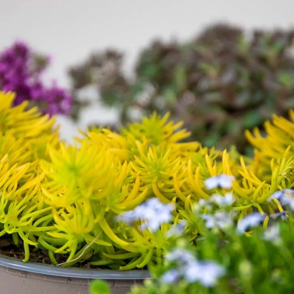 BLOOMIQUE - Lot de 6 - sedum - orpin - plantes de jardin - résistante au gel - 10-15 cm de haut - pot 14 cm