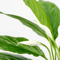 BLOOMIQUE - Lot de 2 - spathiphyllum - fleur de lune - plantes d’intérieur - hauteur 30-40 cm - pot 12 cm