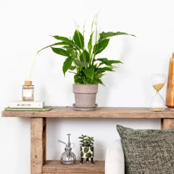 BLOOMIQUE - Lot de 2 - spathiphyllum - fleur de lune - plantes d’intérieur - hauteur 30-40 cm - pot 12 cm