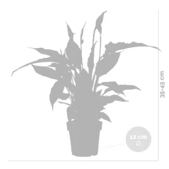 BLOOMIQUE - Lot de 2 - spathiphyllum - fleur de lune - plantes d’intérieur - hauteur 30-40 cm - pot 12 cm