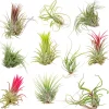 BLOOMIQUE - Lot de 10 - tillandsia - plantes aériennes - dépolluantes - très faciles d’entretien - 5-15 cm