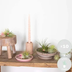 BLOOMIQUE - Lot de 10 - tillandsia - plantes aériennes - dépolluantes - très faciles d’entretien - 5-15 cm