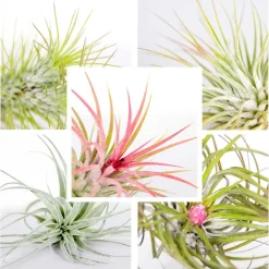 BLOOMIQUE - Lot de 5 - tillandsia - plantes aériennes - dépolluantes - très faciles d’entretien - 5-15 cm