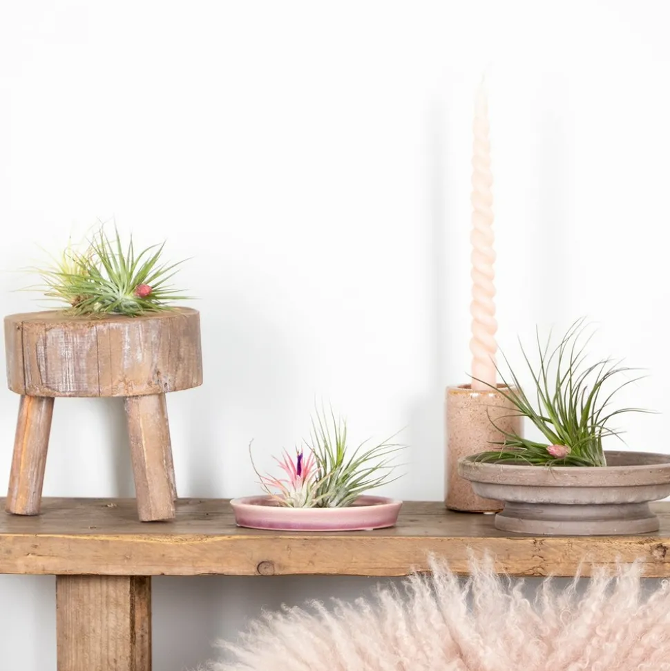 BLOOMIQUE - Lot de 5 - tillandsia - plantes aériennes - dépolluantes - très faciles d’entretien - 5-15 cm