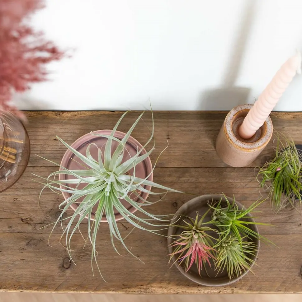 BLOOMIQUE - Lot de 5 - tillandsia - plantes aériennes - dépolluantes - très faciles d’entretien - 5-15 cm