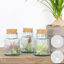 BLOOMIQUE - Lot de 3 - tillandsia en verre - plantes aériennes - plantes d’intérieur - taille 5-15 cm