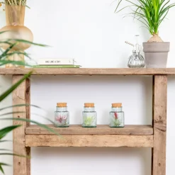 BLOOMIQUE - Lot de 3 - tillandsia en verre - plantes aériennes - plantes d’intérieur - taille 5-15 cm