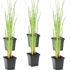 BLOOMIQUE - Lot de 6 - typha latifolia - grand massette - cigare des marais - 15-25 cm de haut - pot 9 cm