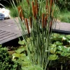 BLOOMIQUE - Lot de 3 - typha latifolia - grand massette - cigare des marais - 15-25 cm de haut - pot 9 cm