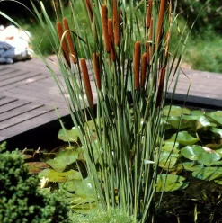 BLOOMIQUE - Lot de 3 - typha latifolia - grand massette - cigare des marais - 15-25 cm de haut - pot 9 cm