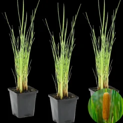BLOOMIQUE - Lot de 3 - typha latifolia - grand massette - cigare des marais - 15-25 cm de haut - pot 9 cm