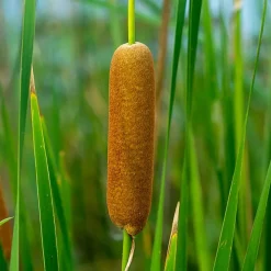 BLOOMIQUE - Lot de 3 - typha latifolia - grand massette - cigare des marais - 15-25 cm de haut - pot 9 cm