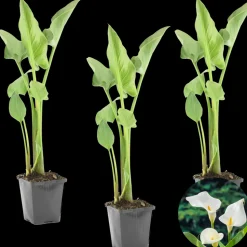 BLOOMIQUE - Lot de 3 - zantedeschia aethiopica - arum blanc - plantes de bassin - 10-20 cm de haut - pot 9 cm