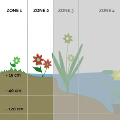 BLOOMIQUE - Lot de 3 - zantedeschia aethiopica - arum blanc - plantes de bassin - 10-20 cm de haut - pot 9 cm