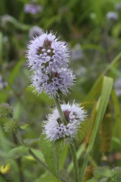 BLOOMIQUE - Mentha aquatica - menthe aquatique - plantes de bassin - 10-20 cm de haut - pot 9 cm