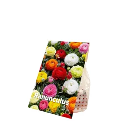 BLOOMIQUE - Mélange de 50 - renoncule - renoncule - bouton d'or - mélange de couleurs - pousse jusqu'à 30-40 cm