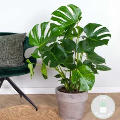 BLOOMIQUE - Monstera deliciosa - plante à trous - plantes d’intérieur - hauteur 70-80 cm - pot 21 cm