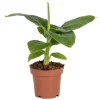 BLOOMIQUE - Musa dwarf cavendish - bananier nain - plante d’intérieur - 20-30 cm de haut - pot 12 cm
