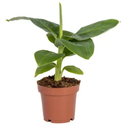 BLOOMIQUE - Musa dwarf cavendish - bananier nain - plante d’intérieur - 20-30 cm de haut - pot 12 cm