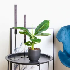 BLOOMIQUE - Musa dwarf cavendish - bananier nain - plante d’intérieur - 20-30 cm de haut - pot 12 cm