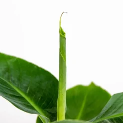 BLOOMIQUE - Musa dwarf cavendish - bananier nain - plante d’intérieur - 20-30 cm de haut - pot 12 cm