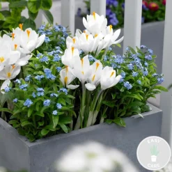 BLOOMIQUE - Myosotis palustris - myosotis des marais - plantes de bassin - hauteur 10-20 cm - pot 9 cm