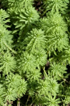 BLOOMIQUE - Myriophyllum red stem - myriophylle rouge - plantes de bassin - hauteur 10-20 cm - pot 11 cm