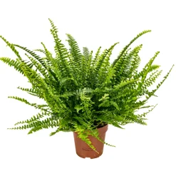 BLOOMIQUE - Nephrolepis green lady - fougère de boston - plante d’intérieur - 20-30 cm de haut - pot 12 cm