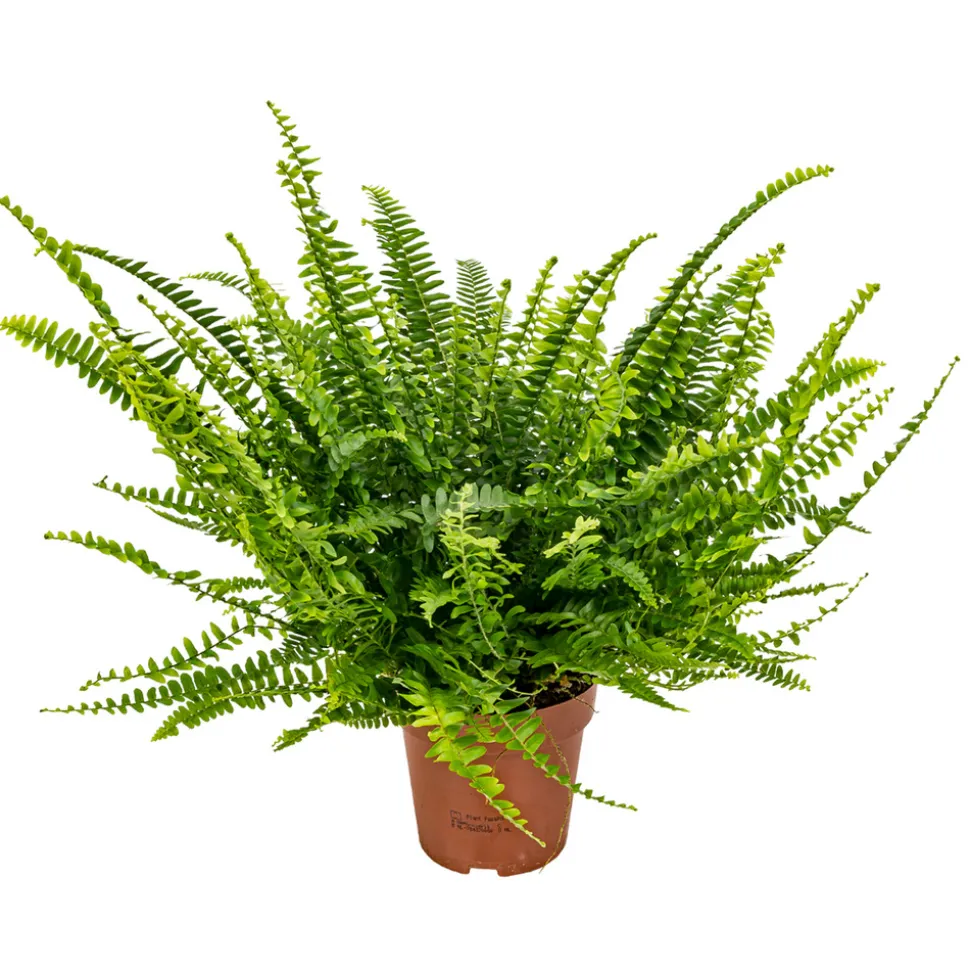 BLOOMIQUE - Nephrolepis green lady - fougère de boston - plante d’intérieur - 20-30 cm de haut - pot 12 cm
