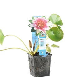 BLOOMIQUE - Nymphaea attraction - nénuphar - rouge - plantes de bassin - hauteur 10-20 cm - pot 11 cm