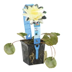 BLOOMIQUE - Nymphaea marliacea chromat - nénuphar - jaune - plantes de bassin - hauteur 10-20 cm - pot 11 cm